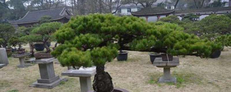 松树盆景的常见种类 松树盆景的常见种类
