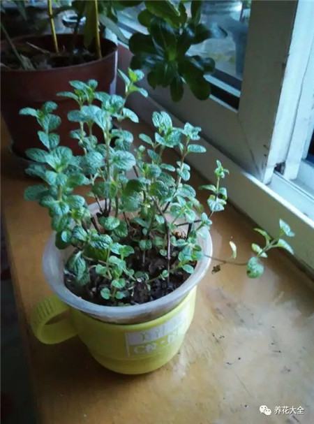 薄荷 薄荷