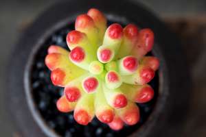 多肉植物怎么控型，用颗粒土给多肉植物控型最方便