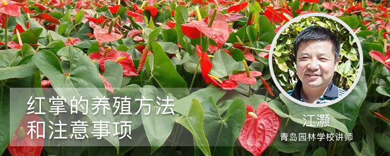 红掌的养殖方法和注意事项 红掌的养殖方法和注意事项