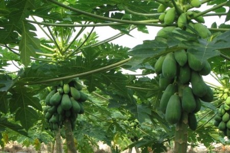 木瓜树 木瓜树