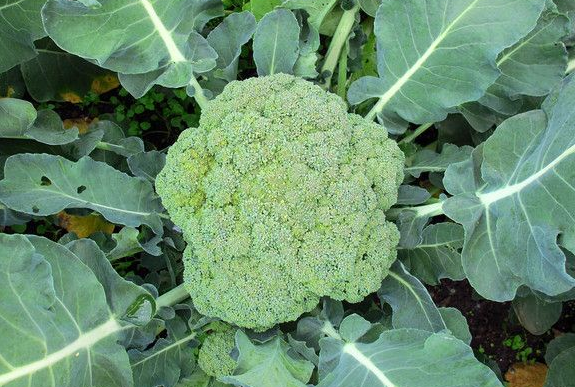 西兰花冬季种植技术