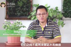 花椒树可以嫁接月季吗