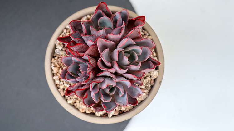 赫拉 Echeveria hera 赫拉 Echeveria hera