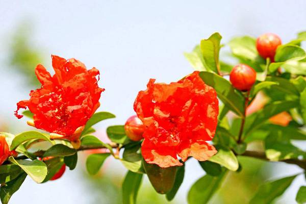 石榴花的守护神是谁 石榴花的守护神是谁