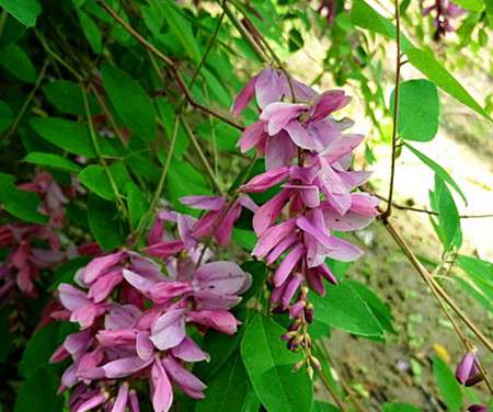 花木蓝 花木蓝