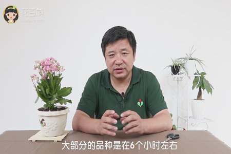 长寿花 长寿花