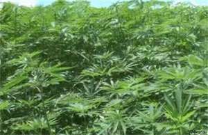 亚麻种子的食用价值