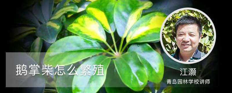 鹅掌柴怎么繁殖 鹅掌柴怎么繁殖