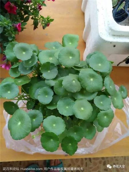 铜钱草 铜钱草