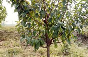 八仙红樱桃苗种植方法