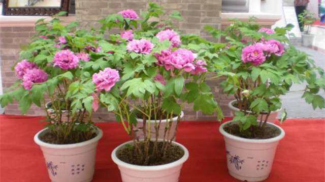 盆栽牡丹花的方法 盆栽牡丹花的方法