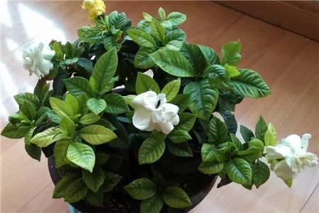 栀子花 栀子花