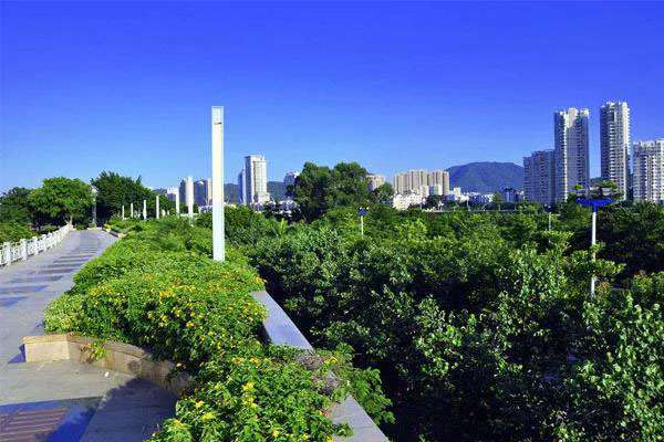 城市森林建设已成大势，绿化大乔木供不应求3.jpg