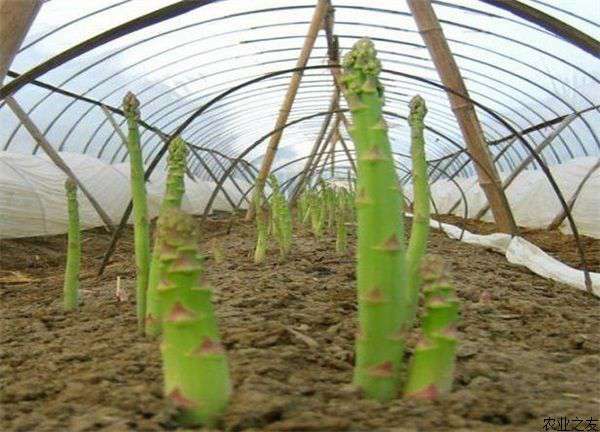 芦笋种植管理技术