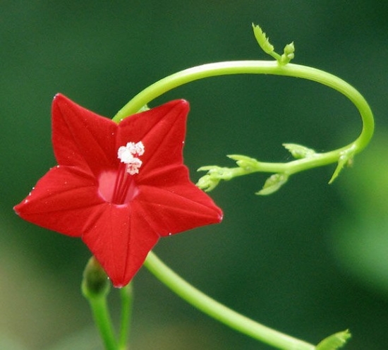 茑萝 茑萝