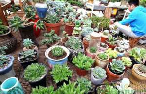 年销售多肉植物数百万盆 青岛这个花卉市场厉害