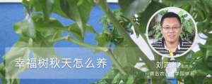 幸福树秋天怎么养