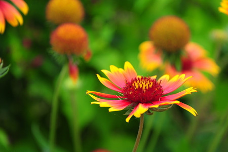 松果菊播种 松果菊播种