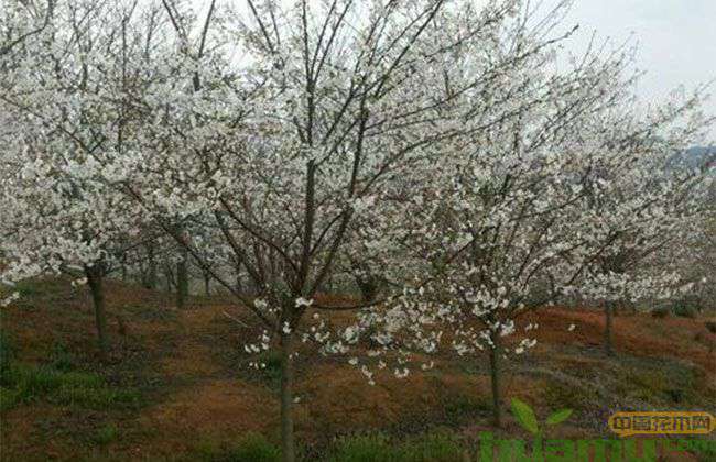 日本早樱什么时候开花? 日本早樱什么时候开花?