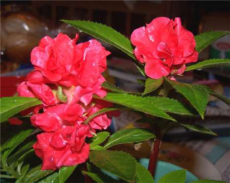 凤仙花花期养护 凤仙花花期养护