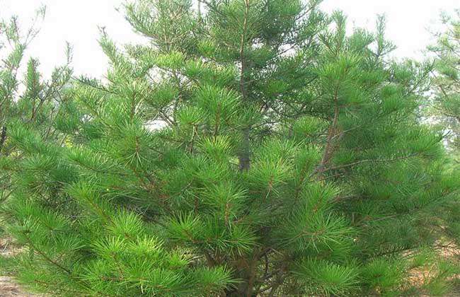 白皮松种植前景