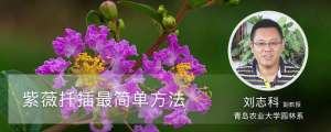 紫薇扦插最简单方法
