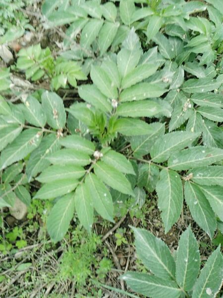 接骨草 接骨草