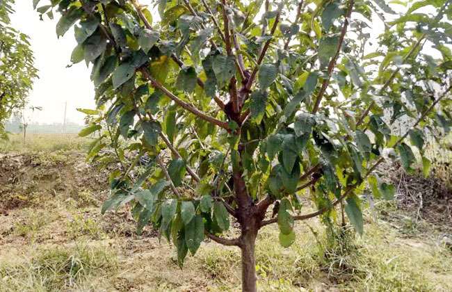 八仙红樱桃苗种植方法 八仙红樱桃苗种植方法