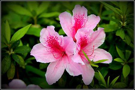 杜鹃花 杜鹃花
