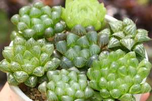 多肉植物玉露怎么养，注意5点养好玉露不再难