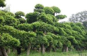 榆树种植的要求及注意事项