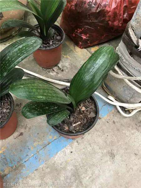 生长期施肥 生长期施肥