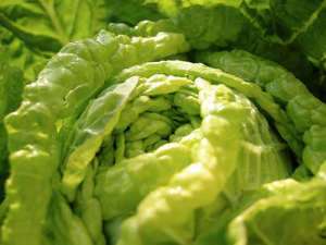 夏天结球白菜怎样施肥促高产