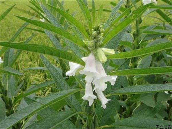 芝麻褐斑病的防治方法