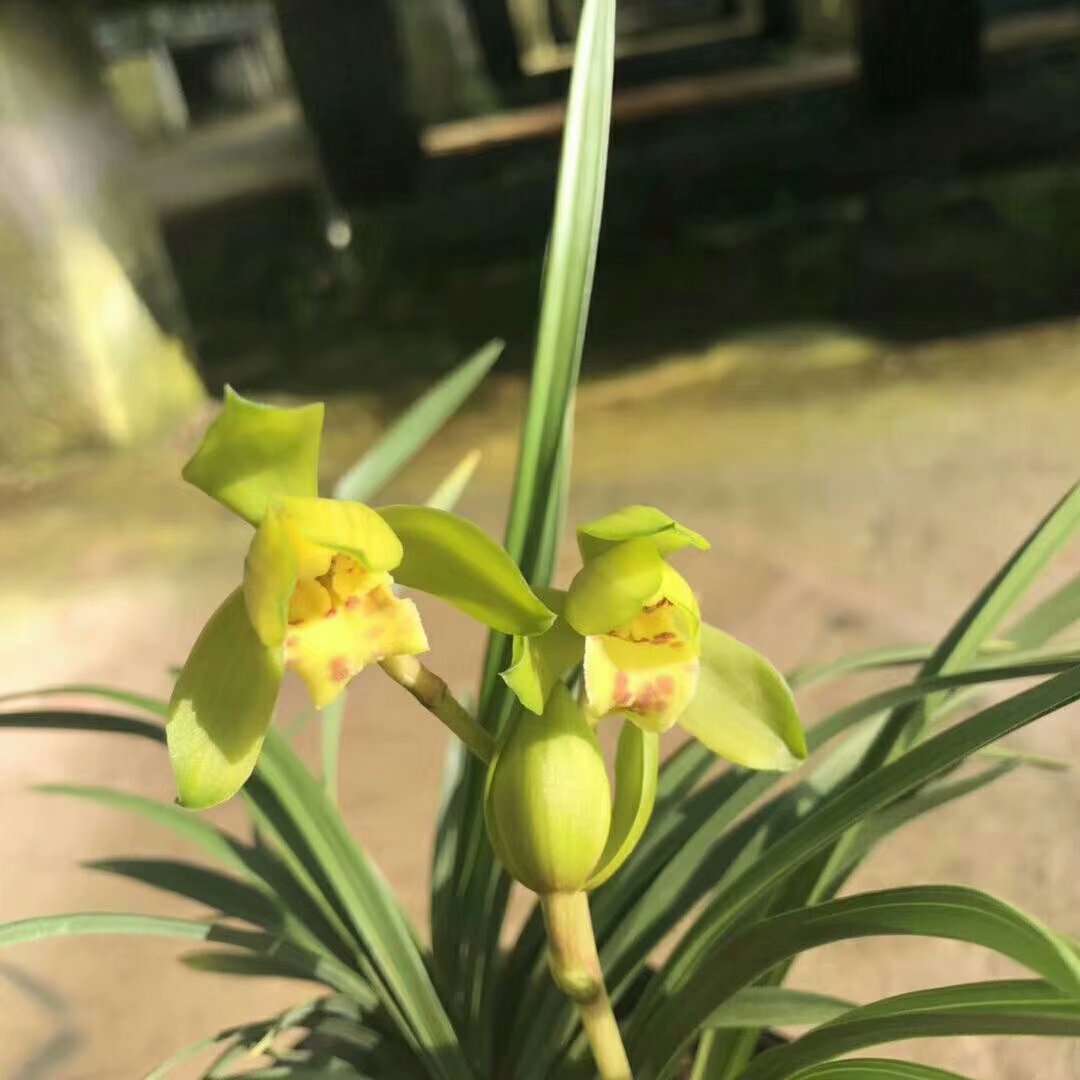 兰花开花 兰花开花
