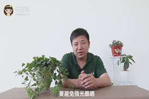 怎样让常春藤长得快