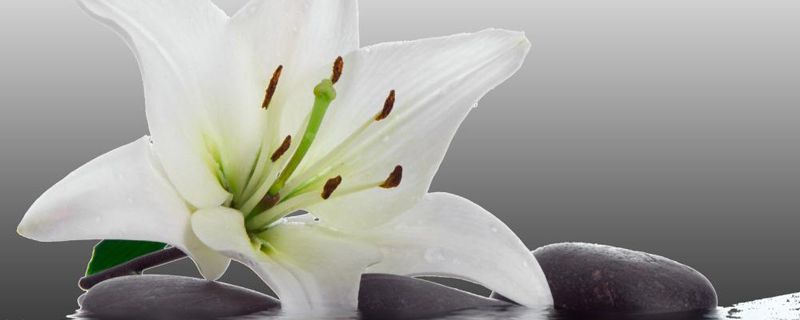 百合花的花语和寓意 百合花的花语和寓意