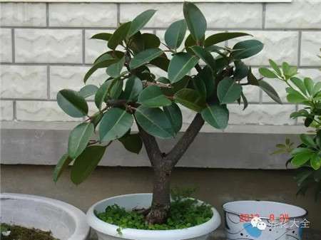 橡皮树 橡皮树