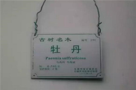 古树名木 古树名木