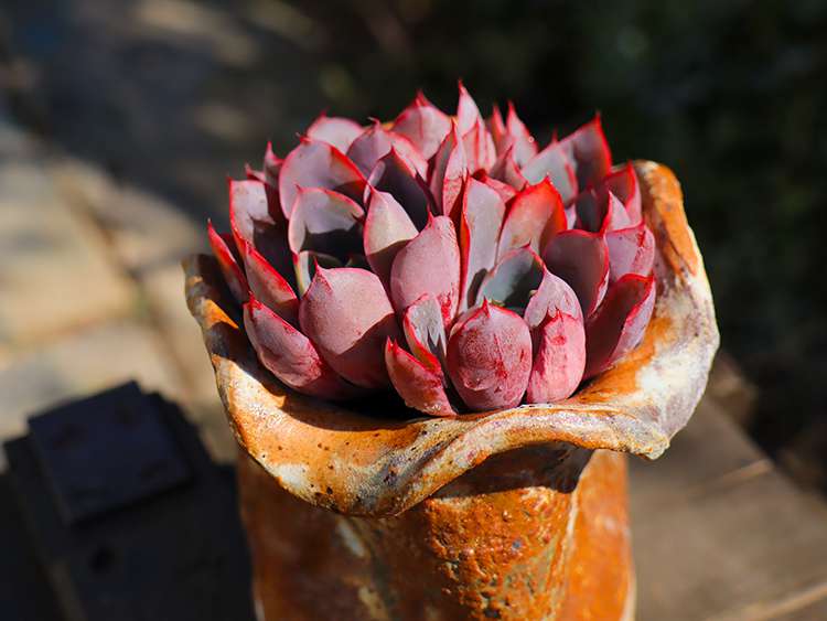 赫拉 Echeveria hera 赫拉 Echeveria hera