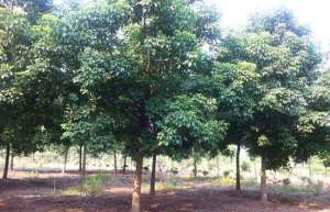 重阳木的种植技巧和养护知识