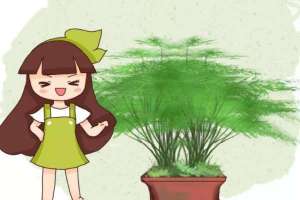 文竹长出小黑豆，邻居把它扔盆里，1个月长成小竹林！