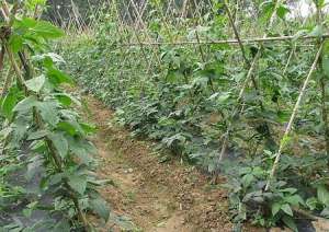 豆角种植：有什么方法能让豆角多坐荚？