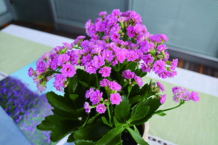 长寿花 长寿花