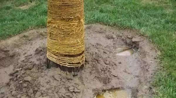 裸根移栽