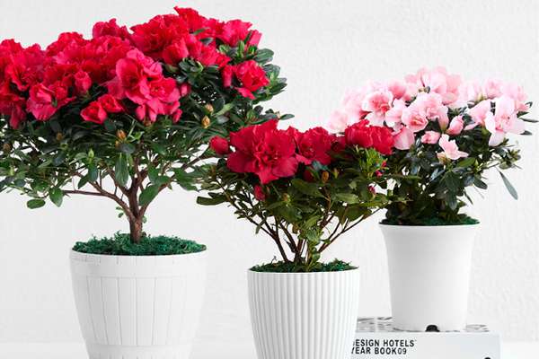 杜鹃花怎么养?杜鹃花秋冬季节的养护