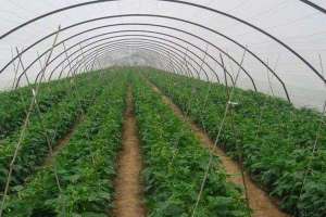 大棚四季豆种植病害防治方法