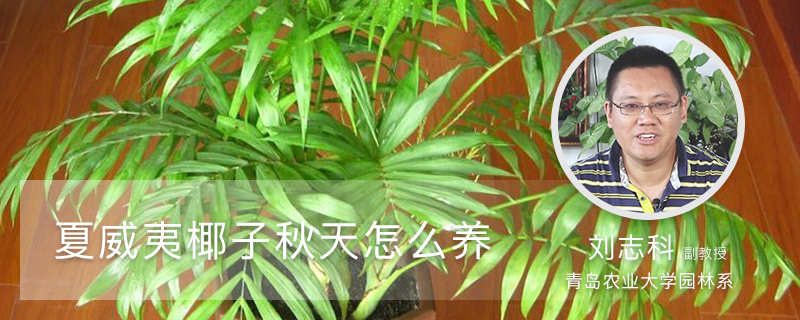 夏威夷椰子秋天怎么养 夏威夷椰子秋天怎么养