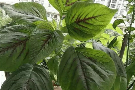 苋菜 苋菜